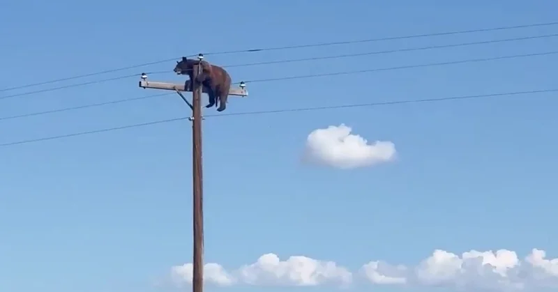 Bear Dies After Getting Stranded Atop Electric Pole in New Mexico