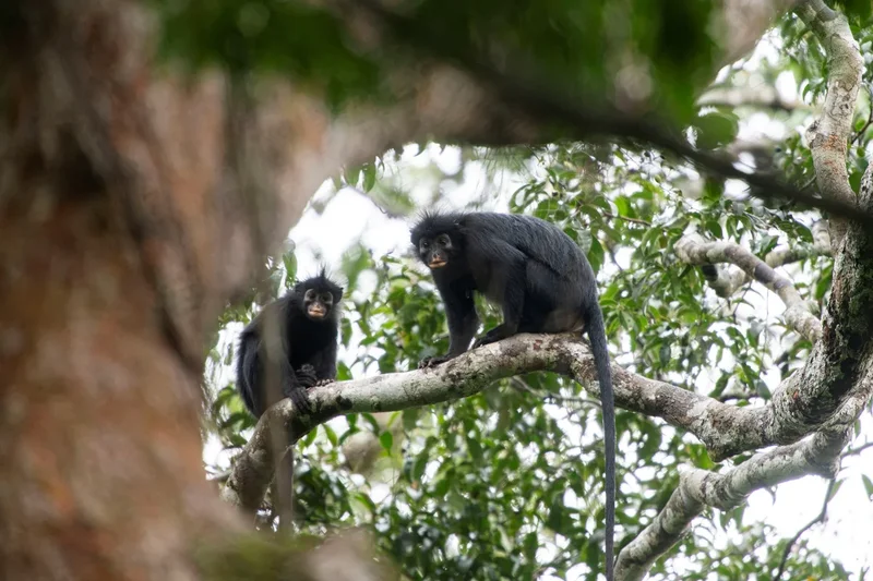 Meet the Likweli  — the newest monkey species discovered in the Congo