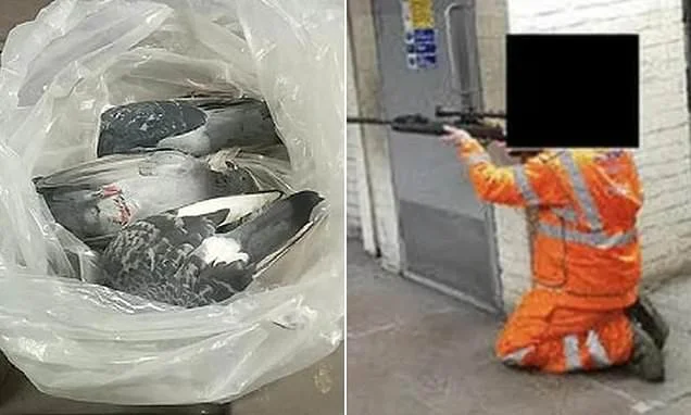 Transport for London workers 'use snipers to kill more than 650 pigeons at stations' in mass cull