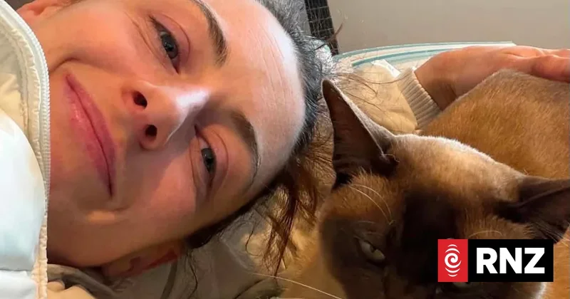 Cat stuck inside Wellington Uber driver's car bonnet for several trips