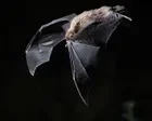 The population of an endangered Australian bat suddenly dropped by up to 16%. No one knows why