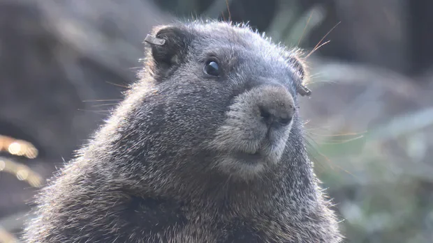 Marmots on OnlyFans: Researchers turn to the internet for funding