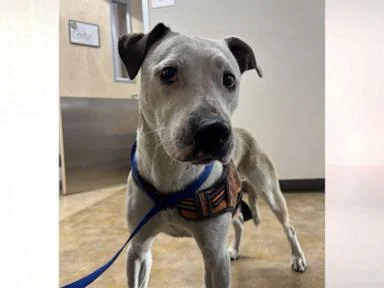 WATCH:  Happy ending for runaway dog found in train tunnel