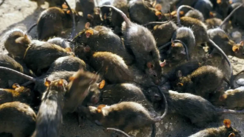 Rats drove out seabirds, reshaping an entire reef food chain