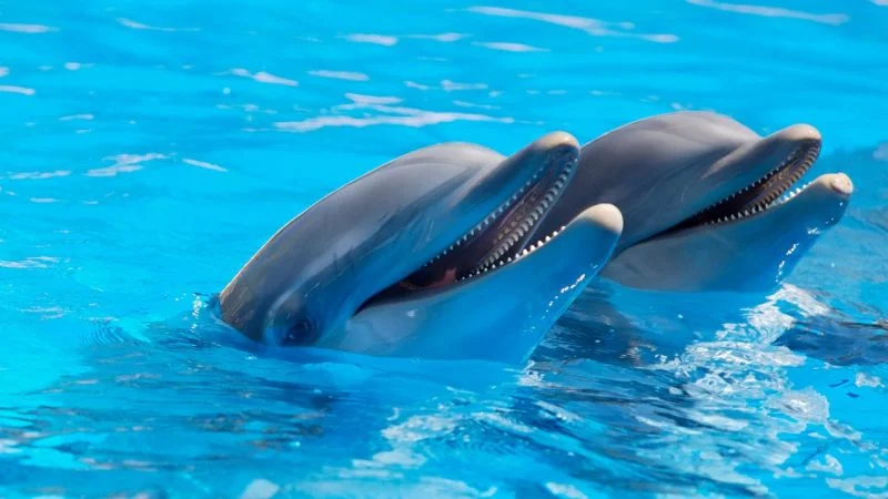 Can sharks smile? It’s Shark Week! Enjoy these shark videos