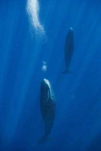 Sperm Whales blow bubbles to achieve restful, vertical sleep