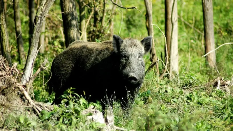 After 224 years, Australia finally eradicates pigs from Kangaroo Island