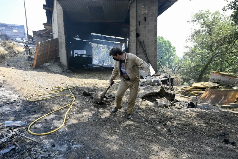 Livestock farmers fear for livelihoods as wildfires ravage Spain