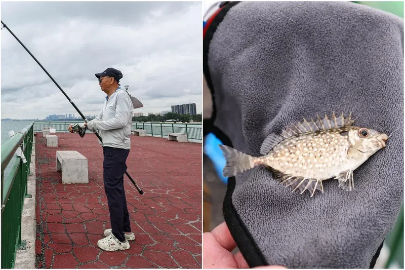 NParks plans study on fish along reclaimed shores, including where Long Island works will take place