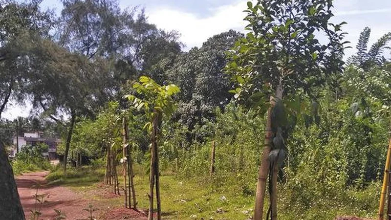 Karnataka plans fruit orchards on government land to generate jobs in rural areas, revenue for local bodies