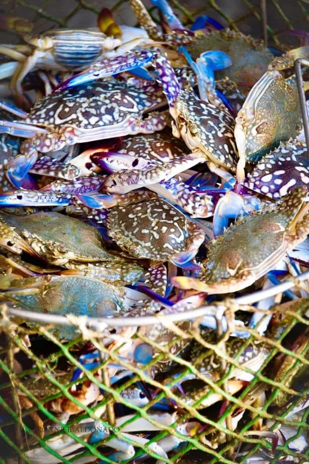 Negros town forms task force for local crab industry amid US export ban