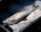 The Great Lakes’ most emblematic fish could be consigned to history books