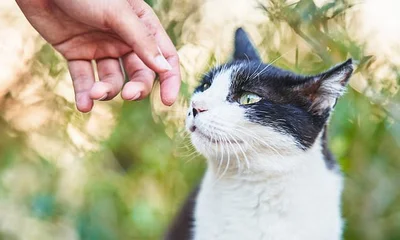 I took in a lost cat which didn't have a collar and wasn't microchipped. Now, a month later his 'owner' wants him back... but I don't want to return him. DEAN DUNHAM reveals uncomfortable truth about a very common situation