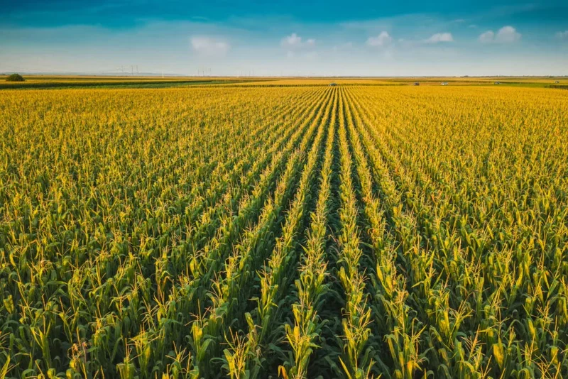 Brazil El Niño Plan Injects US$262M to Stockpile Corn, Rice