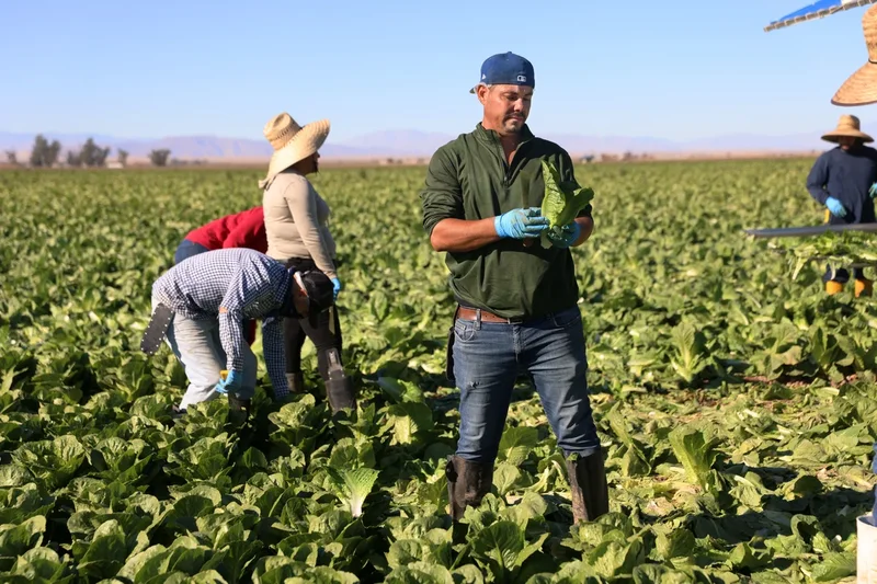 5 reasons lettuce is often at the root of food-borne illness outbreaks