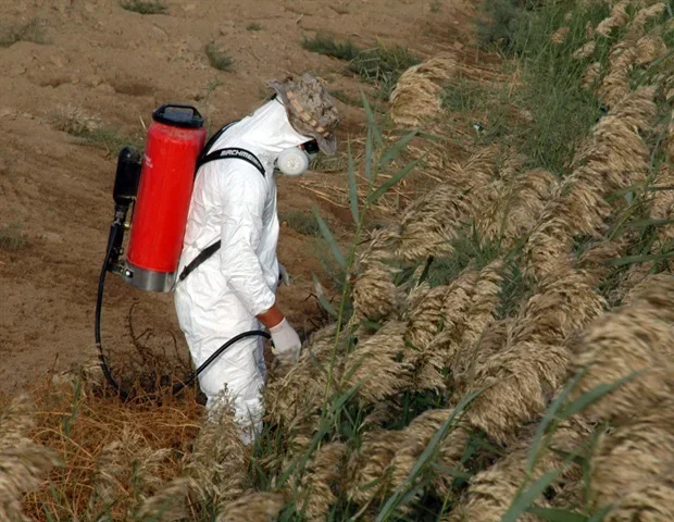 Exposure to fungicides and insecticides alters onset of puberty in girls