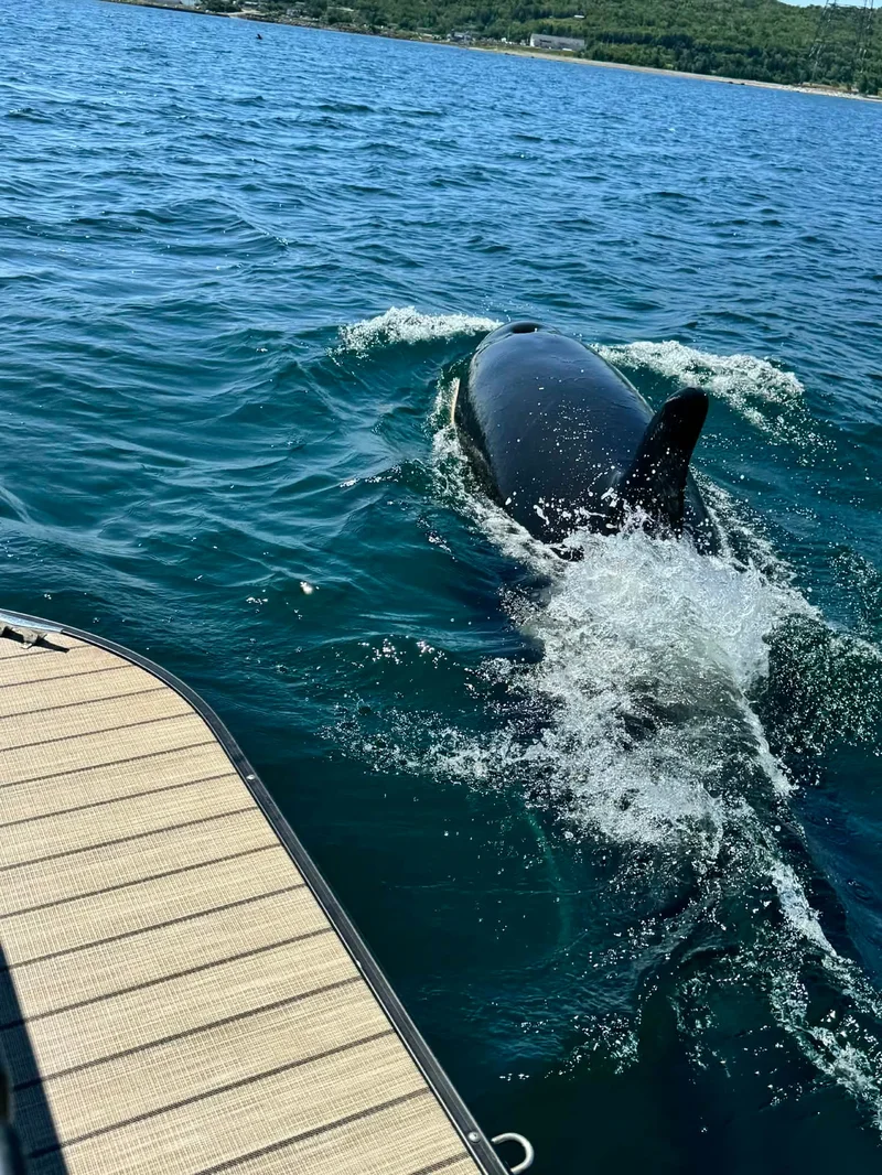 Rare sightings of lone killer whale off Nova Scotia