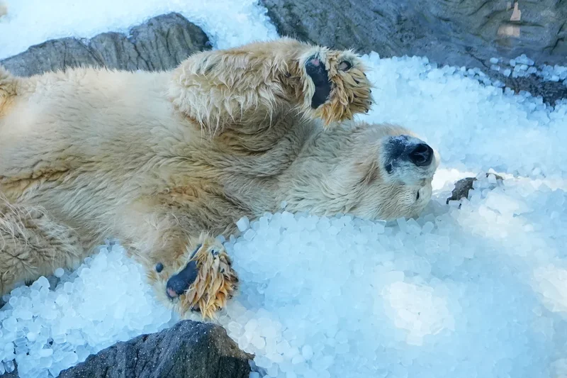 Prague zoo keeps polar bears cool with tons of ice as another European summer heatwave hits