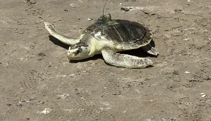 An Endangered Kemp's Ridley Sea Turtle Named Pancake Makes a Triumphant Return to the Ocean After Months of Rehabilitation