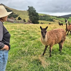 Southland llama farmer Janette Buckingham on 30 years of spinning yarn