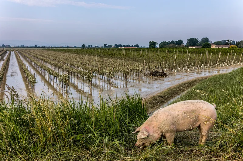 Life after the floods Part 2: Grapes of wrath — Cape farmers face a long post-flood road to recovery