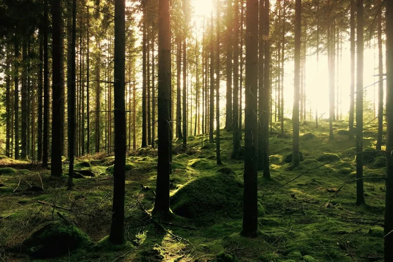 Tree.fm Provides Looping Doses of Forest-Based Audio Valium