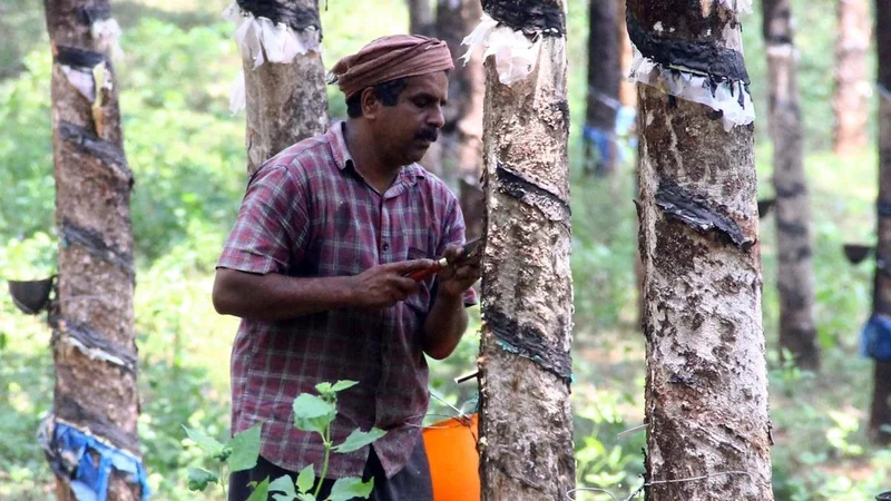 Kottayam pitches rural employment scheme as answer to shortage of rubber tappers