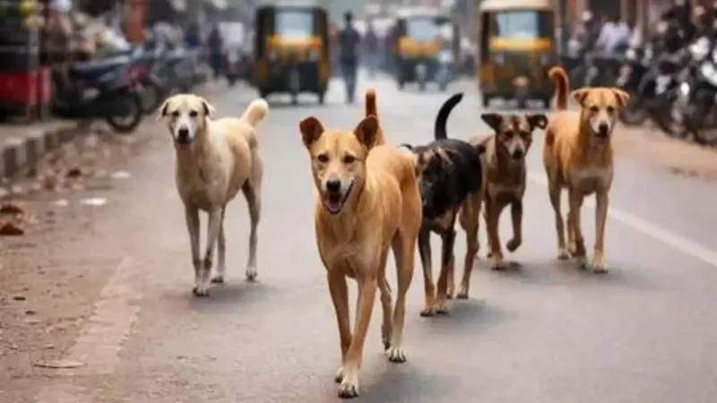 'Bite incidents every day': Delhi HC takes up stray dog issue, launches suo motu PIL