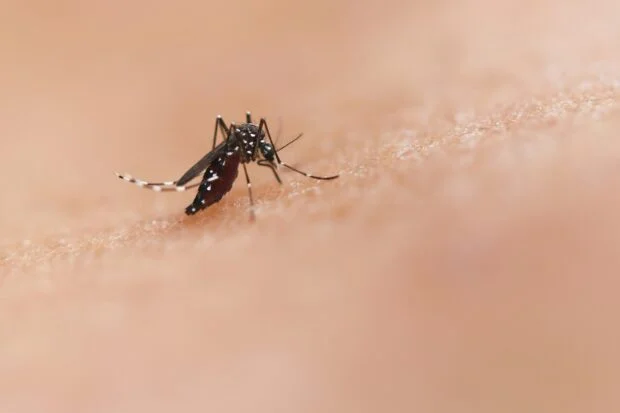 Over 300 cases: Dengue spike in Cebu prompts heightened monitoring