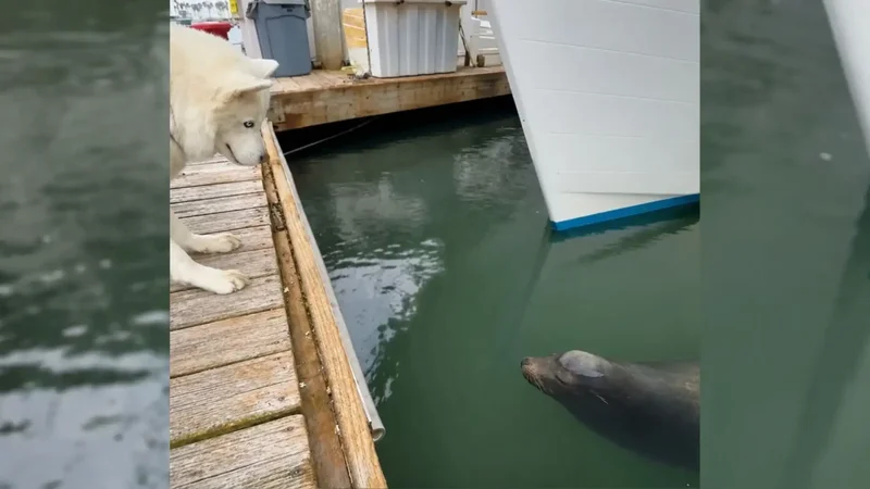 Husky with bouncing walk forms unlikely bond with wild sea lion