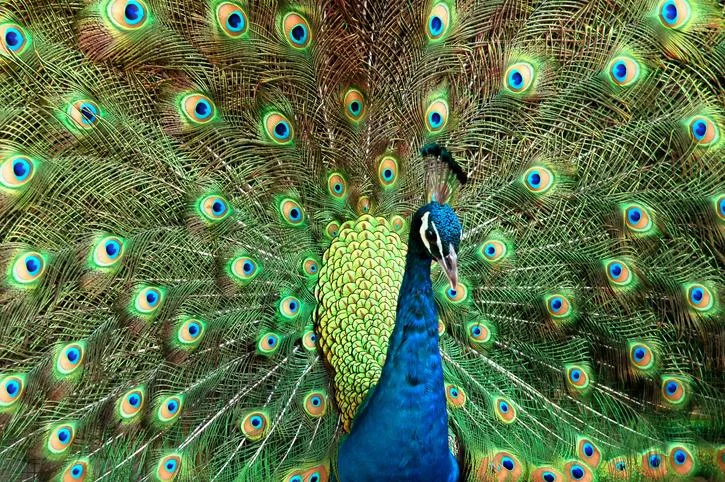 Guesthouse owner fined $2,049 over peacock attack