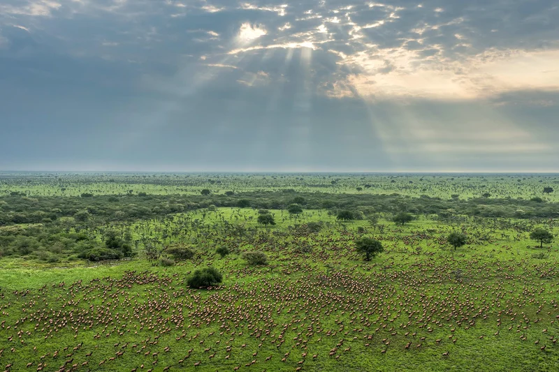 MIGRATION SPECTACLE: One of Earth’s greatest wildlife miracles just got a World Heritage boost