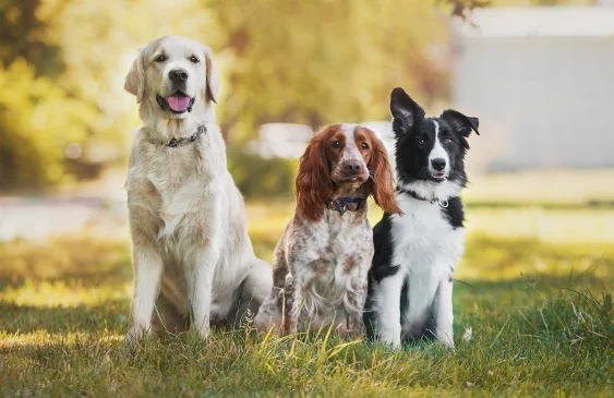 Does Having a Pet Really Improve Our Health?