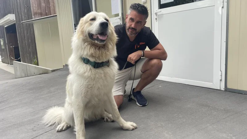 Cats, dogs and horses: Rescuing the pets caught in France’s wildfires
