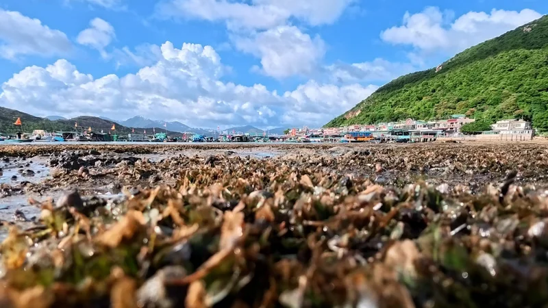 Beneath the waters of Hong Kong’s Lamma Island, a silent superhero plant is at work