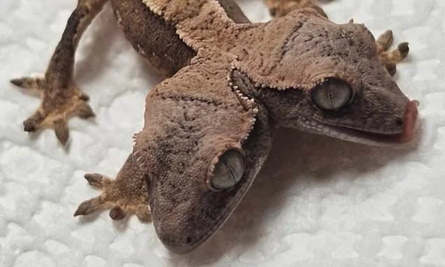 Seeing double? Incredibly rare two-headed gecko is born in Pennsylvania