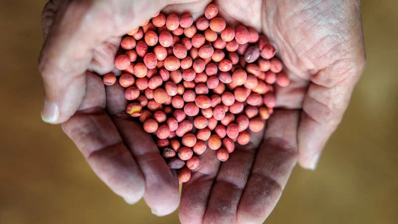 Chinese buyers acquire US soybeans for October-November, traders say