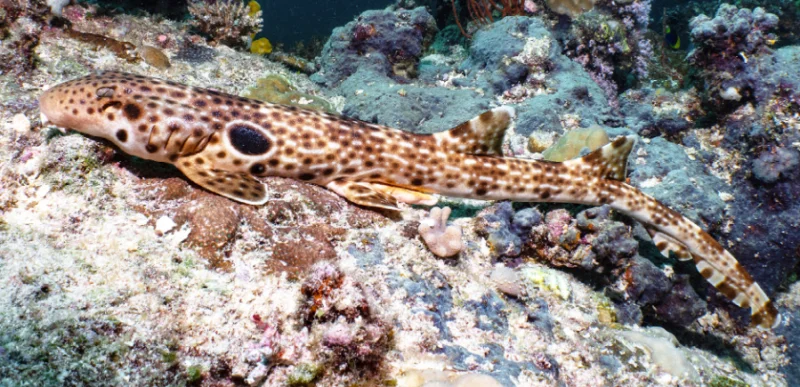 Walking shark discovered in Papua New Guinea