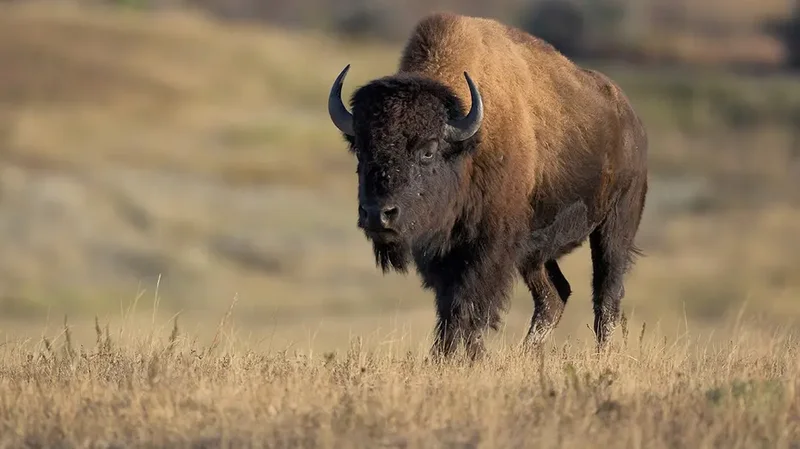 Viral video shows massive bison popping tourist vehicle's tire in Yellowstone National Park