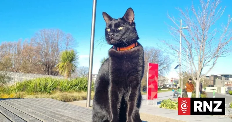 Let him roam, owner says: Chase the Christchurch celebrity cat