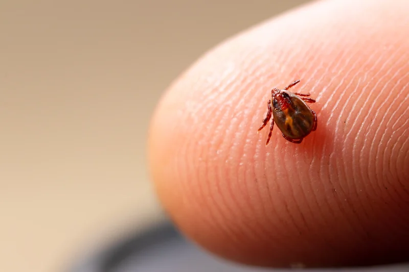 Lyme disease isn’t the only concern as tick-borne illness rises in Nova Scotia
