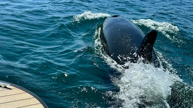 Rare sightings of killer whale reported off Nova Scotia