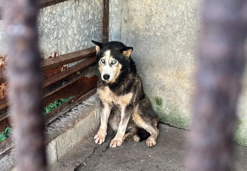 Lawmakers seek to ban animal abusers from owning pets
