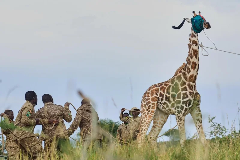 Giraffes given new home in Uganda to escape oil drilling in country's largest park