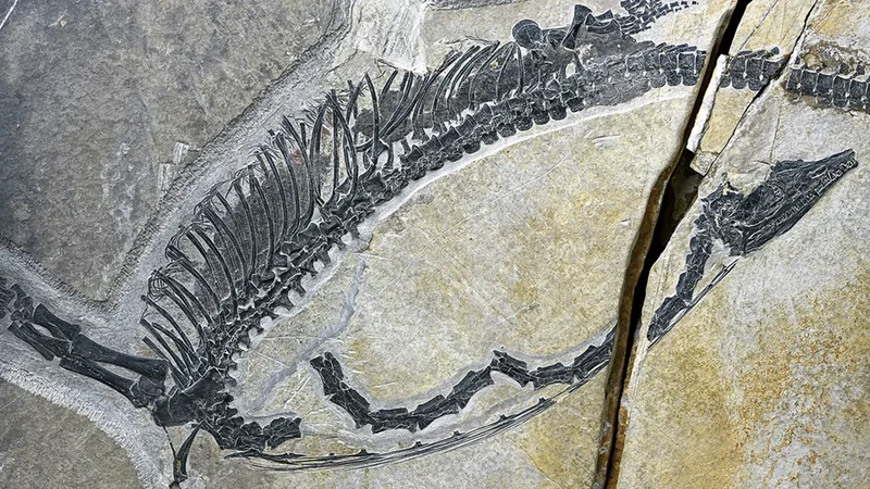 Triassic fish for lunch? Chinese fossil reveals oldest preserved reptile stomach