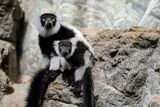 Tiny Black-and-White Ruffed Lemur Twins Born at Central Park Zoo Represent a Conservation Win for a Species in Decline
