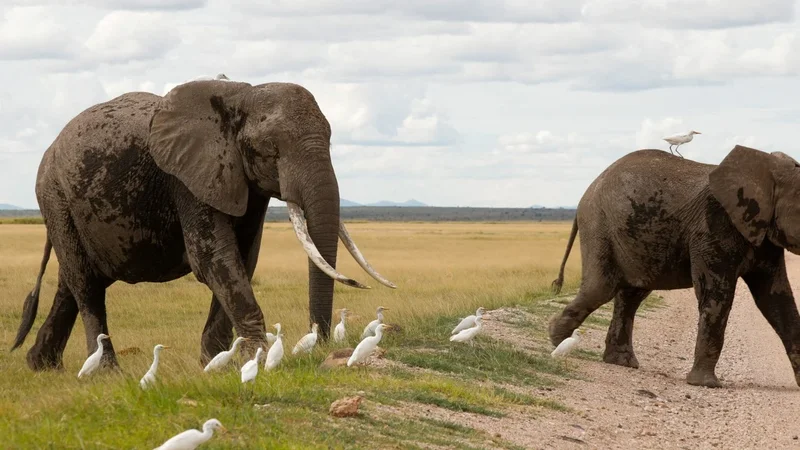 15 elephants die from suspected poisoning in Kenyan park