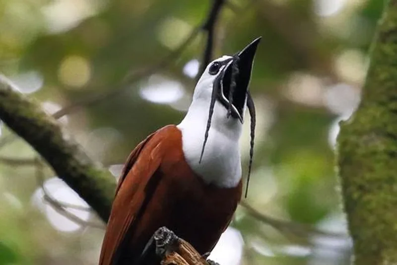 Scientists reveal eight building blocks that make up songs of all birds