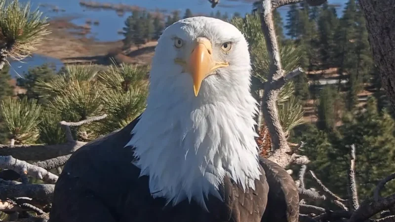 Bald eagle Jackie rescued after fight with other birds