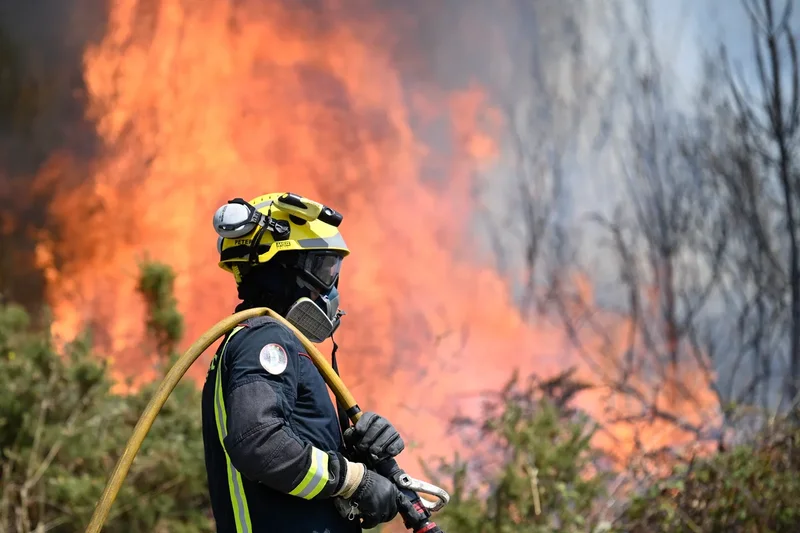 Spain’s farmers have a new weapon in their war on wildfires: A goat-like cow